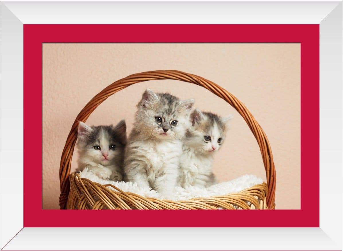Wallmantra Cute Kittens Framed Print Canvas Painting view 2