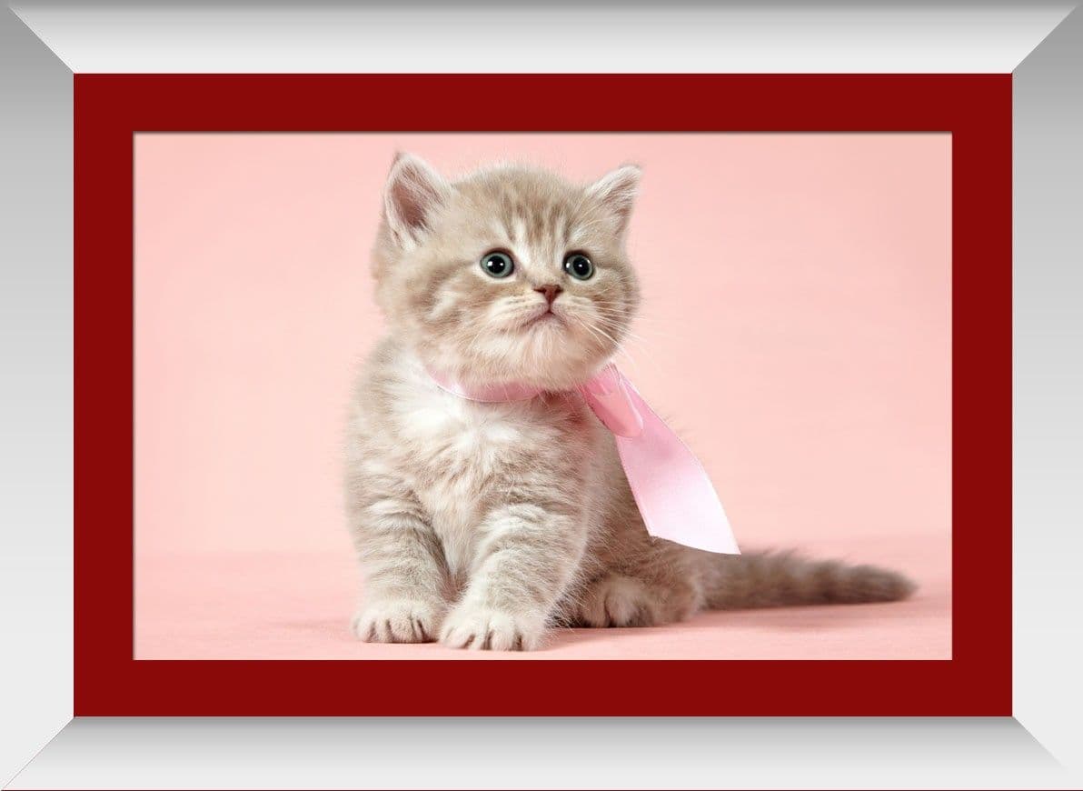 Wallmantra Cute Kitty Framed Print Canvas Painting