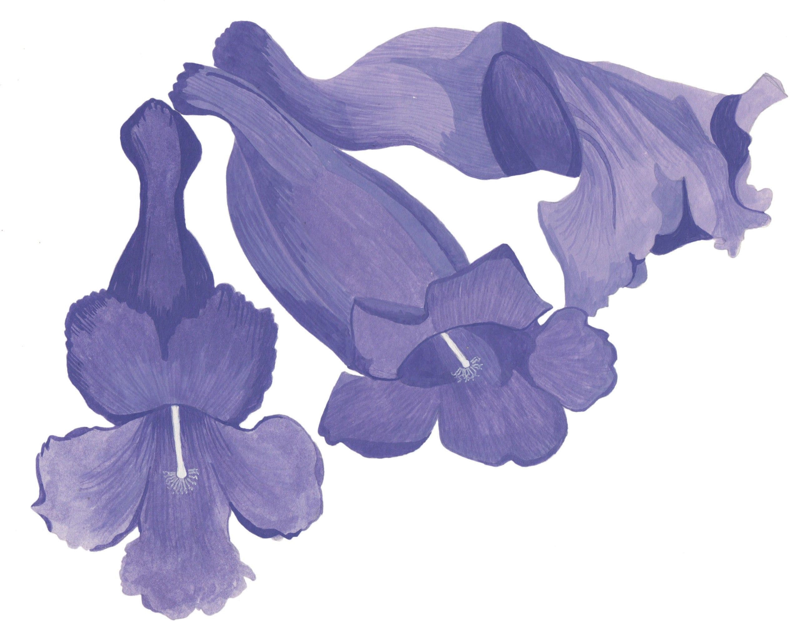 Agricart Jacaranda Seed