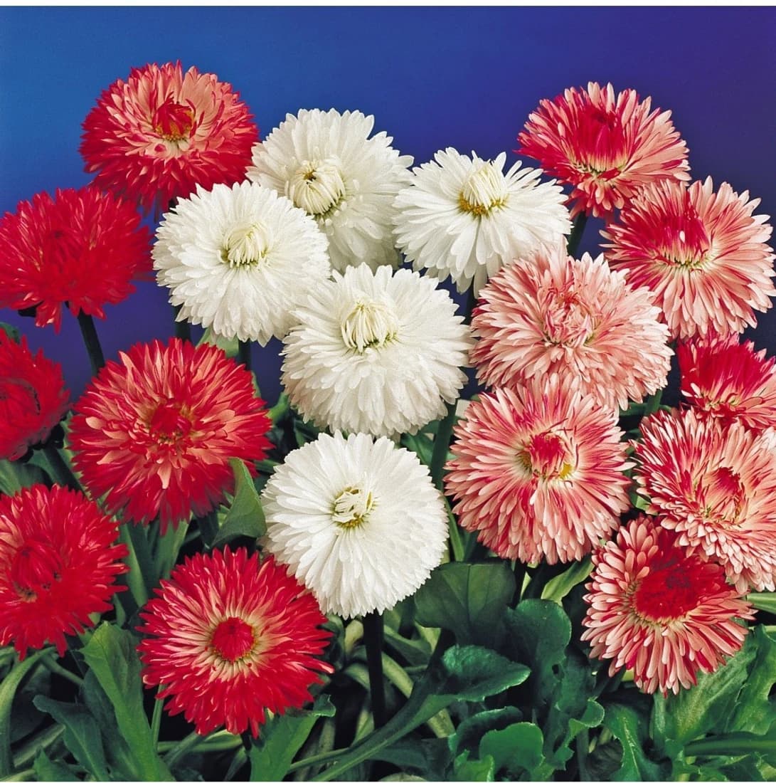 Agricart Daisy Double Mix Seed