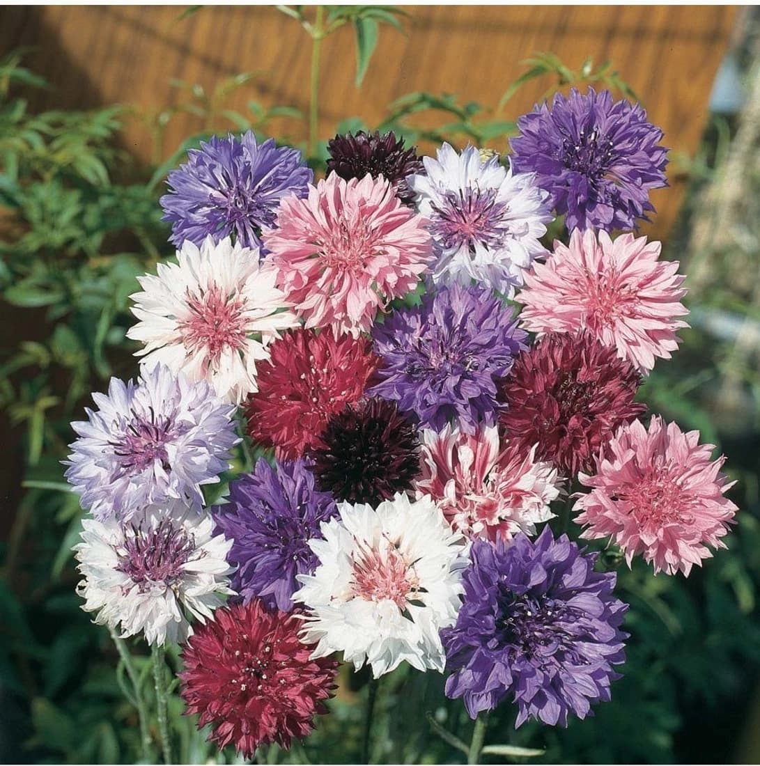 Agricart Centaurea Dwarf Mix Seed