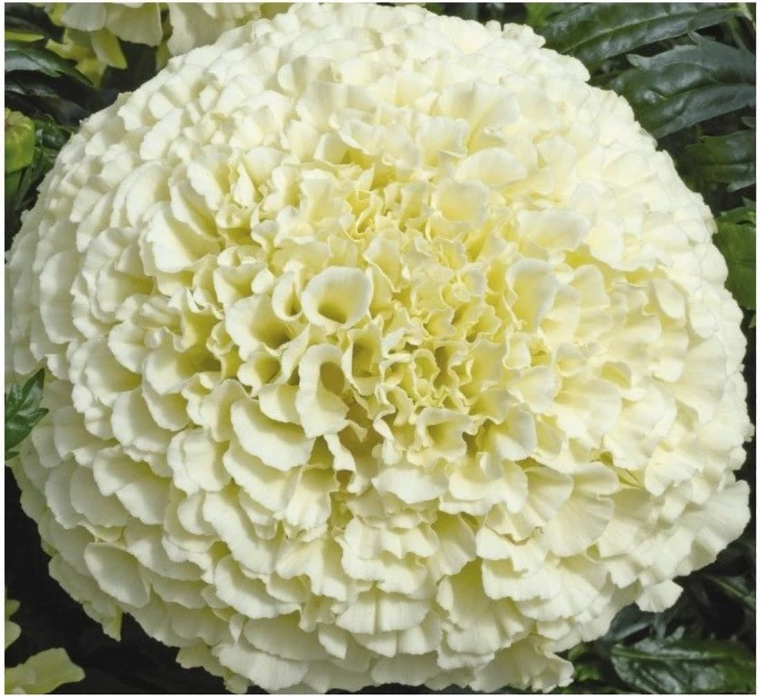 Agricart African Marigold Vanilla F1- White Seed