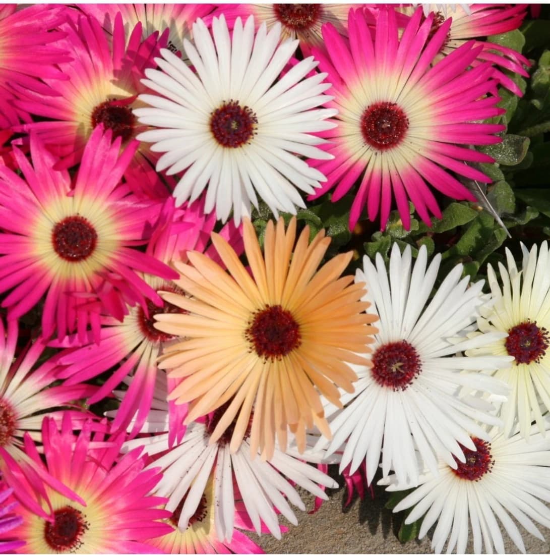 Agricart Mesembrythamem Heavens Mixed Seed