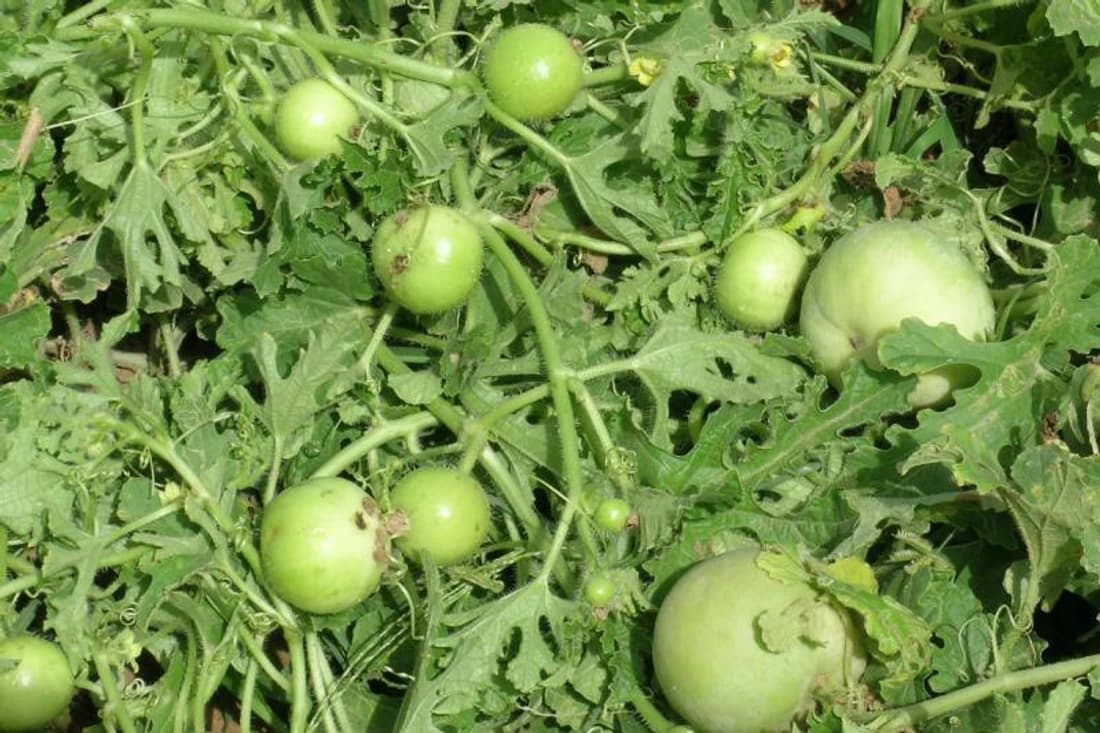 E-plant Edible Vegetable Seed