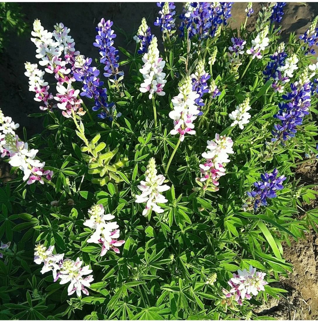 Agricart Lupin Pixie Mix Seed